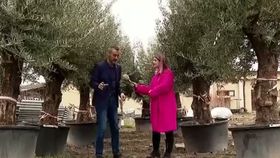 VIDEO Un colț de Grecia în Olt. Primarul a cumpărat mai mulți măslini uriași cu 4 mii de lei bucata
